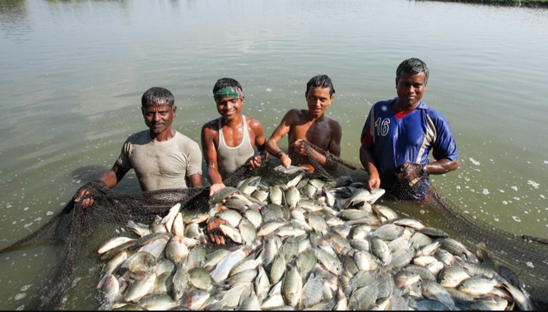 Fish Farm