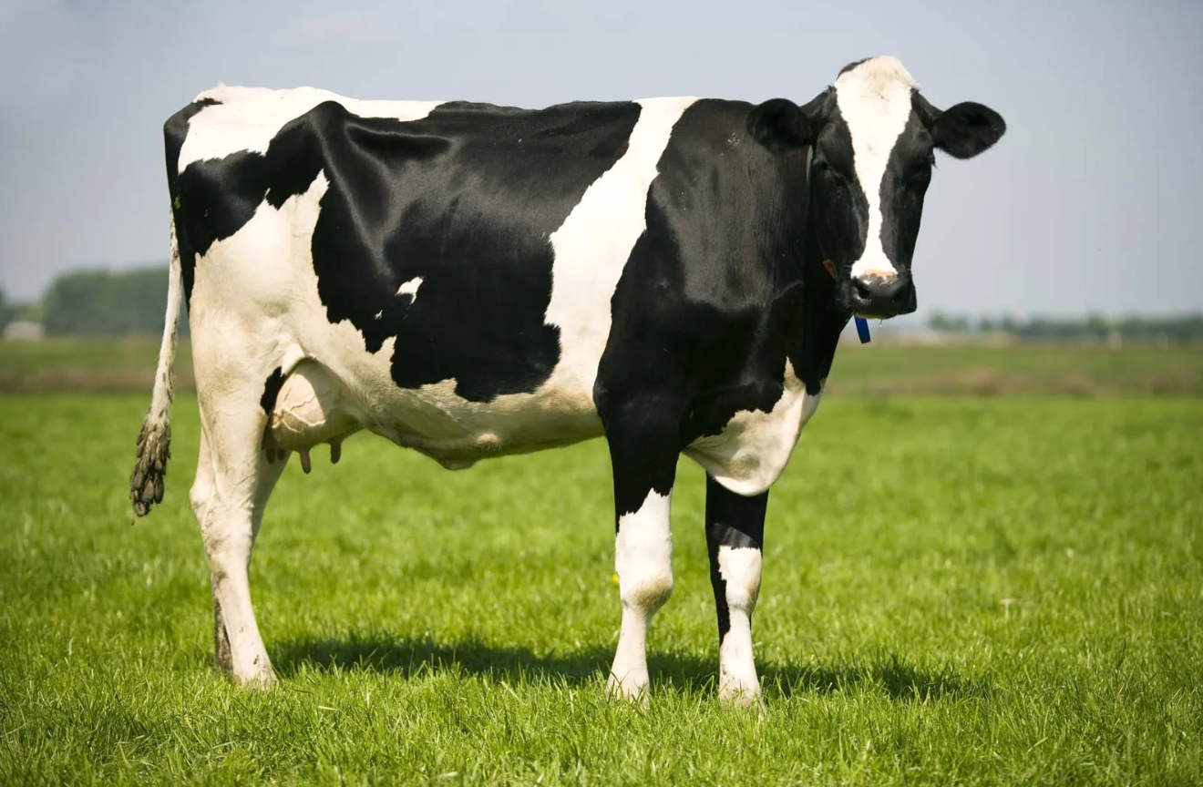 Dairy Cows