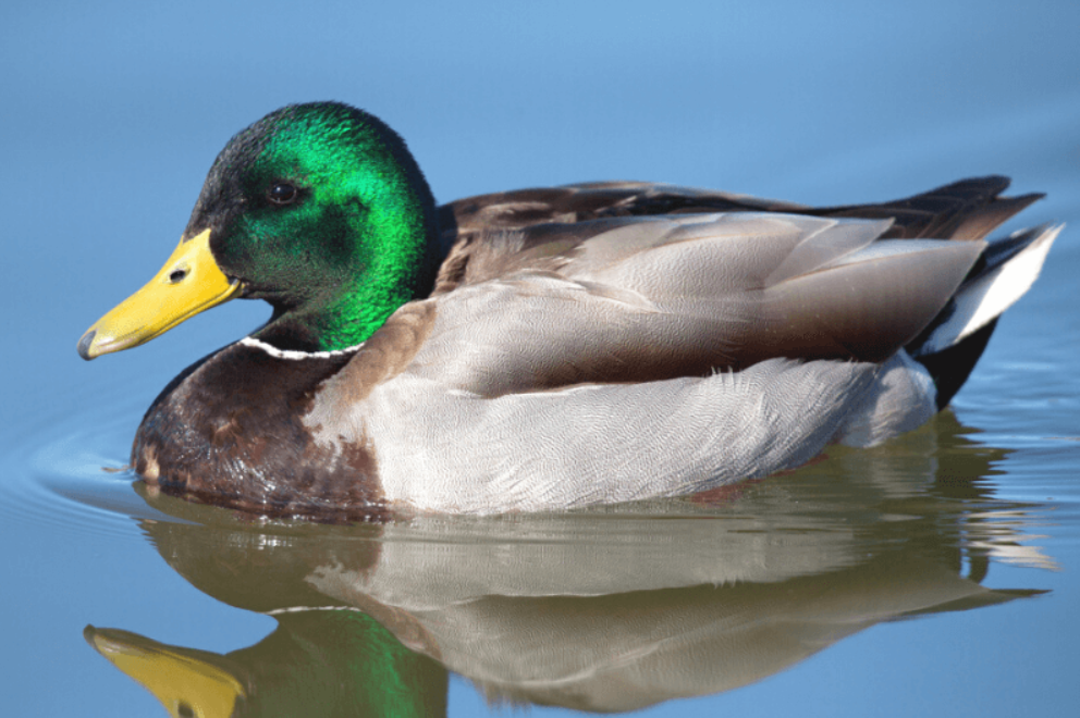 Ducks